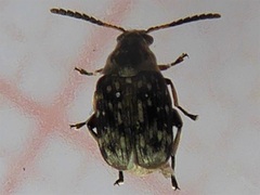 Bruchidius varius