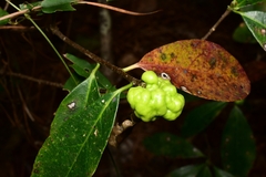 Exobasidium symploci