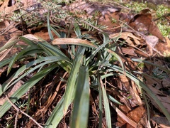 Carex glaucodea
