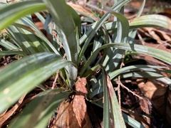 Carex glaucodea