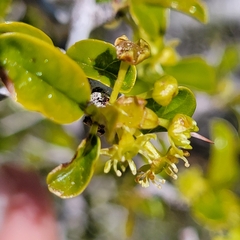 Pseudoziziphus parryi