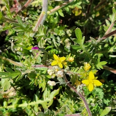 Tropidocarpum gracile