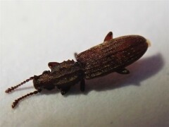 Oryzaephilus surinamensis