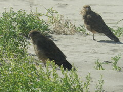 Daptrius chimango