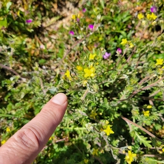 Tropidocarpum gracile