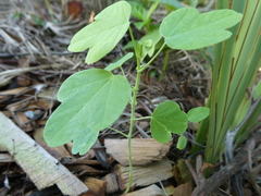 Passiflora subpeltata