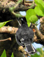 Melaniparus niger niger