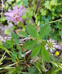 Trifolium resupinatum