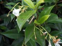 Orocrambus flexuosellus