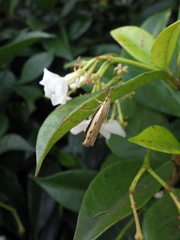 Orocrambus flexuosellus