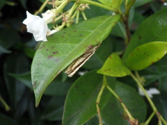 Orocrambus flexuosellus