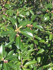 Pittosporum colensoi