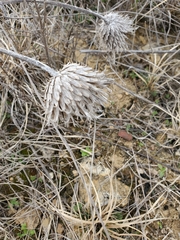 Cirsium undulatum