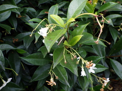 Orocrambus flexuosellus