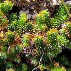 Selaginella eremophila