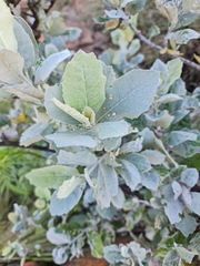 Brachylaena rotundata