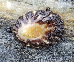Cellana