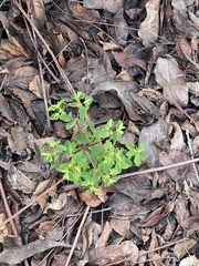 Euphorbia peplus