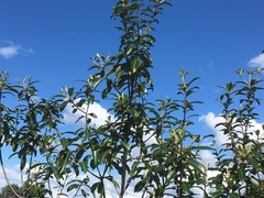 Pittosporum colensoi