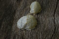 Reticularia lycoperdon
