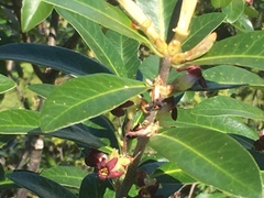 Pittosporum colensoi