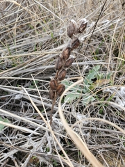 Castilleja purpurea