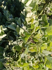 Brachylaena rotundata