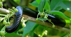 Doratogonus infragilis