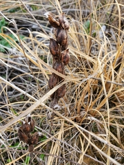 Castilleja purpurea