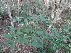 Sapranthus campechianus