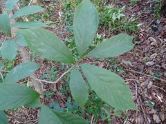 Sapranthus campechianus