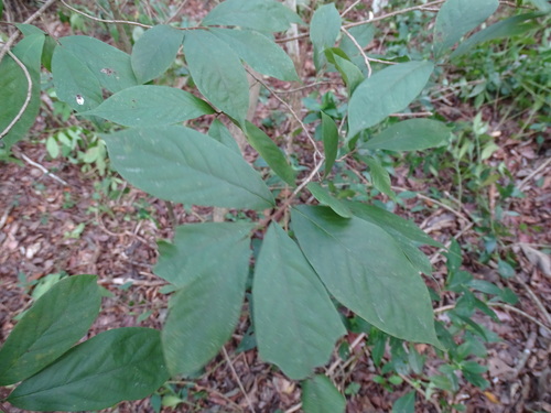 Image of Sapranthus Campechianus (Sapranthus campechianus) by (c) Alexis López Hernández, some rights reserved (CC BY)