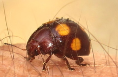 Chrysolina clarki