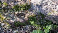 Selaginella eremophila