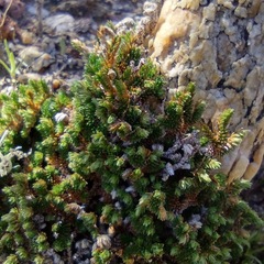 Selaginella eremophila