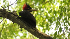 Campephilus leucopogon