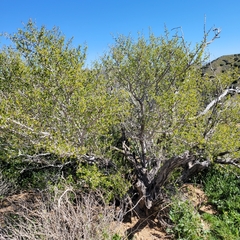 Pseudoziziphus parryi