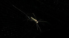 Nephila