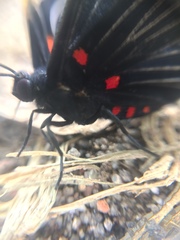 Melanis cephise