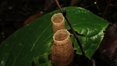 Tetragonilla collina