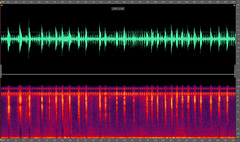 Polyphylla decemlineata