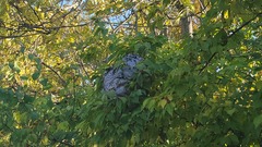 Vespinae