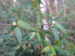Metastelma schlechtendalii