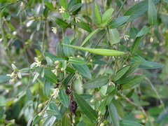 Metastelma schlechtendalii