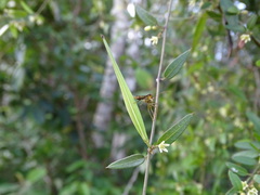 Metastelma schlechtendalii