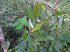 Metastelma schlechtendalii