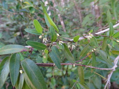 Metastelma schlechtendalii