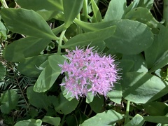 Hylotelephium spectabile