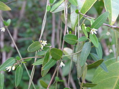 Metastelma schlechtendalii
