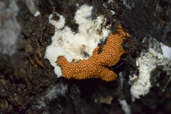 Hemitrichia decipiens